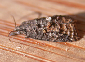 Tufted Apple-bud Tortrix